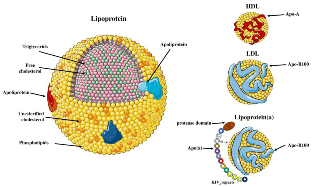 Lipoprotein (a)
