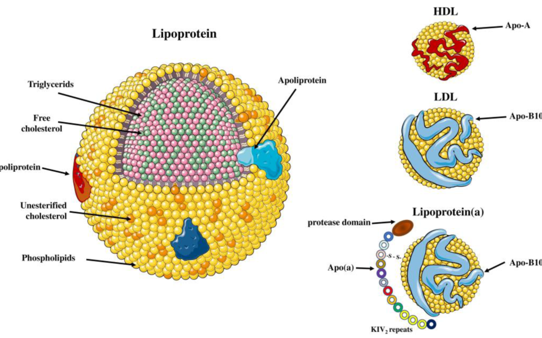 Lipoprotein(a) Testing for Advanced Heart Risk Assessment, Why It Matters